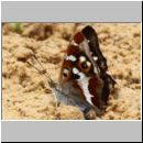 Apatura iris - Grosser Schillerfalter 01d Sandgrube Niedringhaussee.jpg